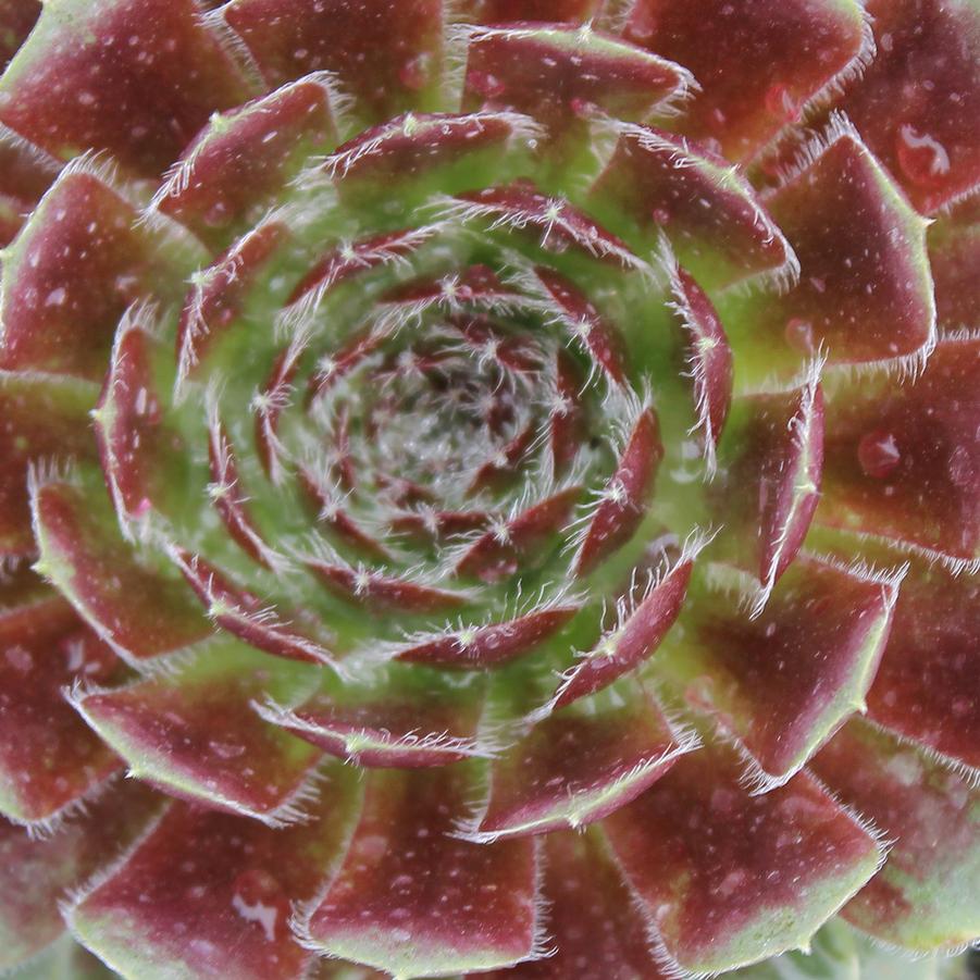 Sempervivum 'Pilioseum' - Hens and Chicks from Hoffie Nursery