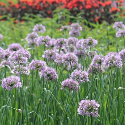 Allium Summer Beauty