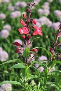 Penstemon 'Cherry Sparks' - Beardtounge from Hoffie Nursery