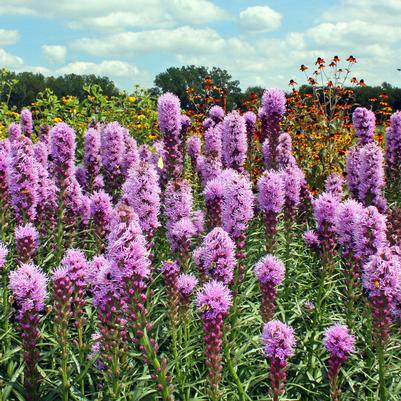 Liatris spicata Kobold