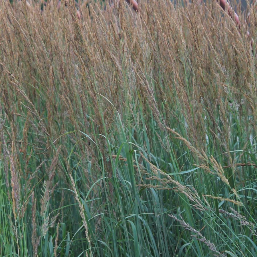 Calamagrostis acutiflora 'Karl Foerster' - Feather Reed Grass from Hoffie Nursery