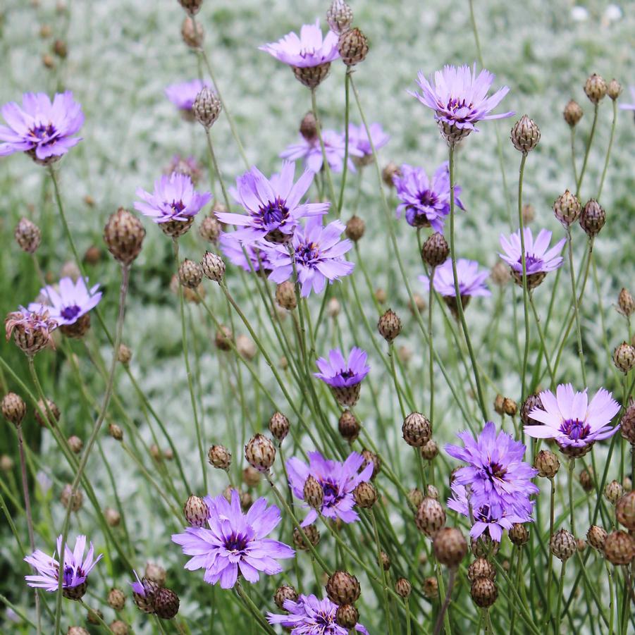 Catananche caerulea - Cupid's Dart from Hoffie Nursery