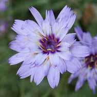 Catananche caerulea - Cupid's Dart from Hoffie Nursery