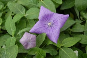 Platycodon grandiflorus Sentimental Blue