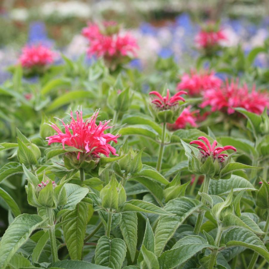 Monarda didyma 'Coral Reef' - Bee Balm from Hoffie Nursery