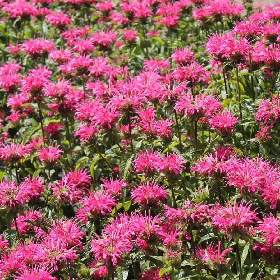 Monarda didyma 'Coral Reef' - Bee Balm from Hoffie Nursery