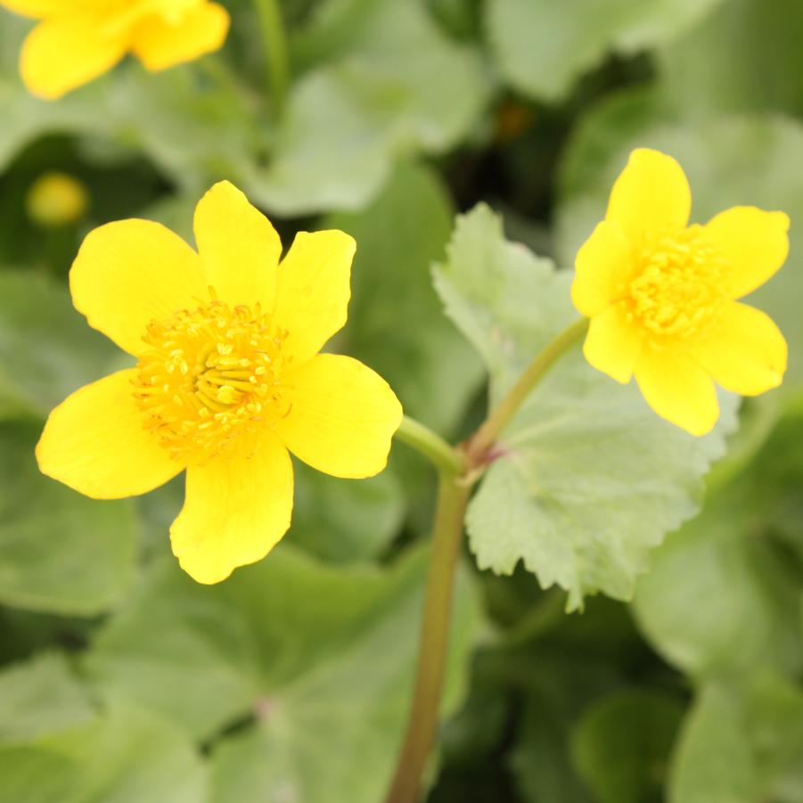 Caltha palustris - Marsh Marigold from Hoffie Nursery