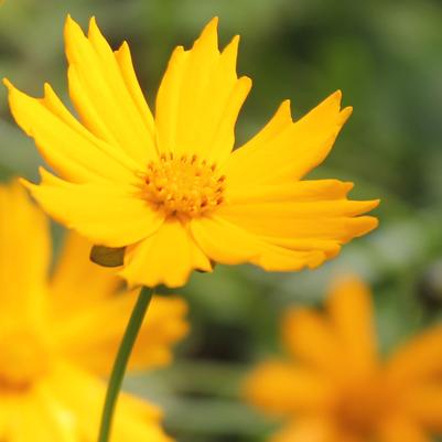 Coreopsis auriculata Nana