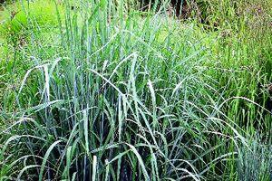 Eragrostis spectabilis 