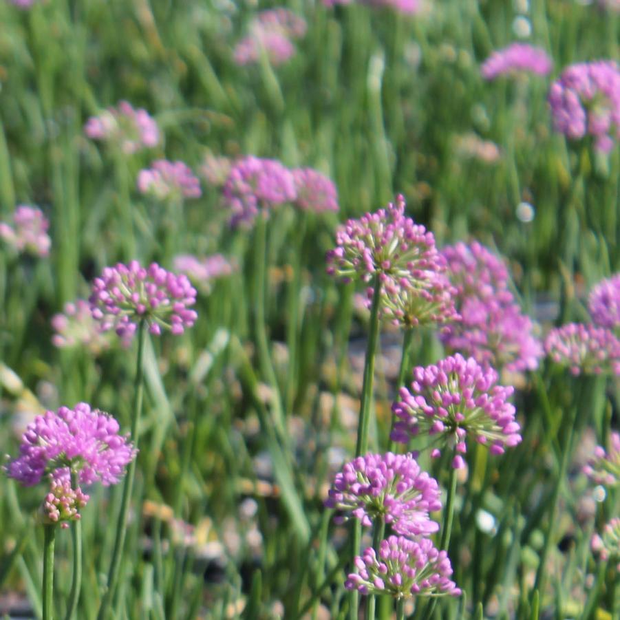 Allium 'Millenium' - Ornamental Onion from Hoffie Nursery