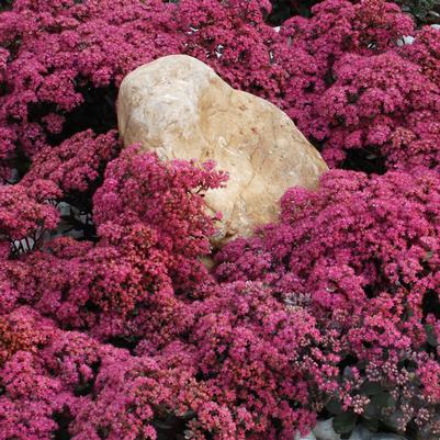 Sedum Sunsparkler® Dazzleberry