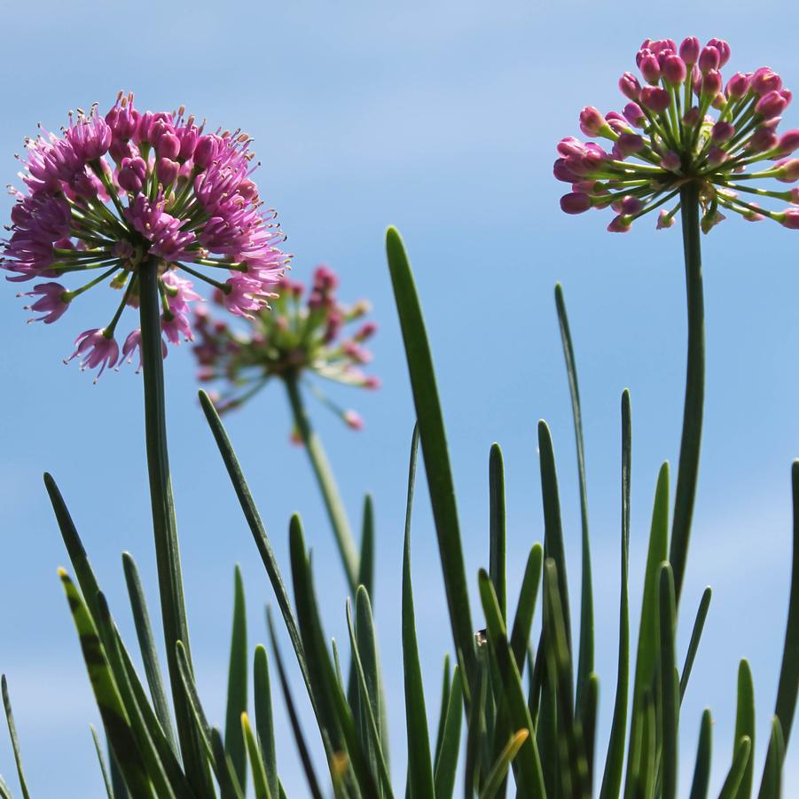 Allium 'Millenium' - Ornamental Onion from Hoffie Nursery