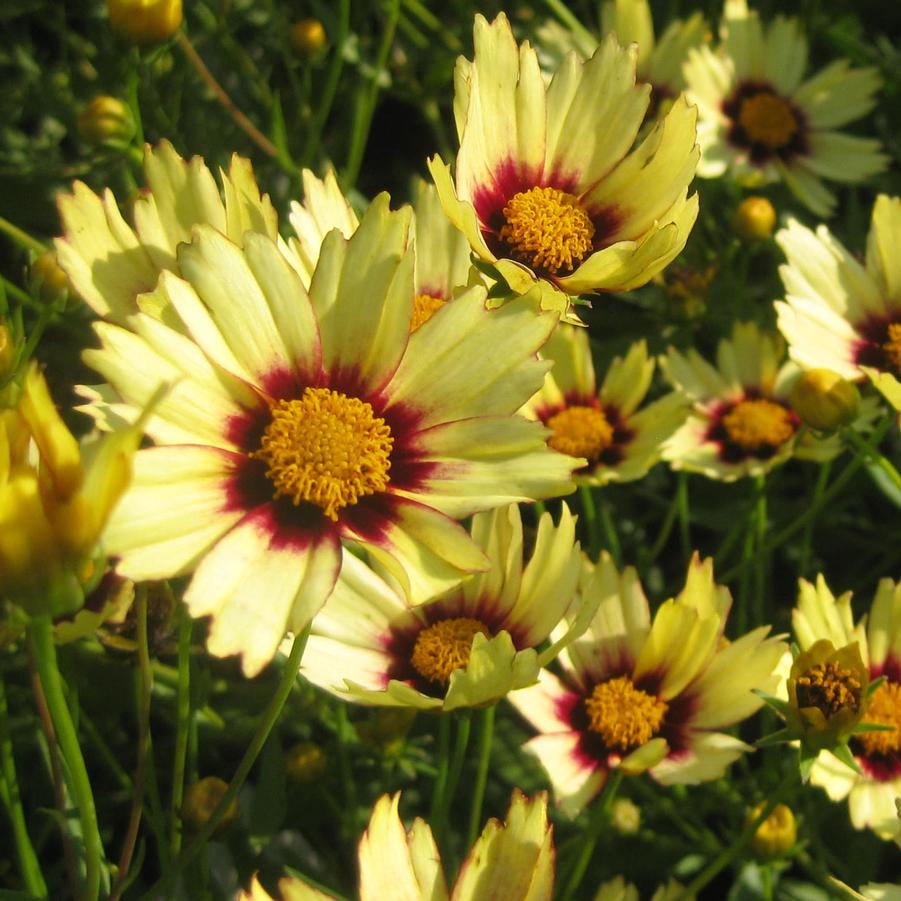 Coreopsis Big Bang 'Redshift' - Tickseed from Hoffie Nursery