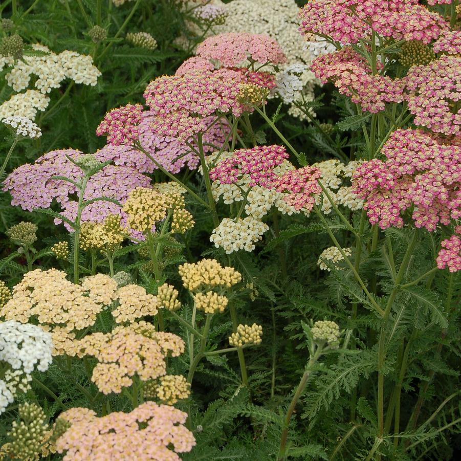 Achillea 'Summer Pastels' - Yarrow from Hoffie Nursery