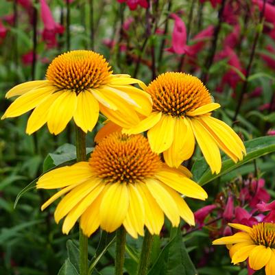 Echinacea Sombrero® Lemon Yellow 