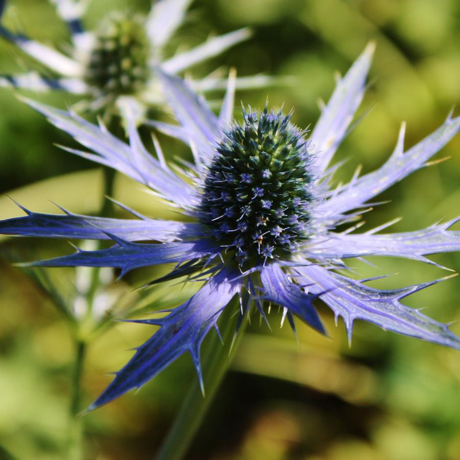 Eryngium zabelii 'Big Blue' - Sea Holly from Hoffie Nursery