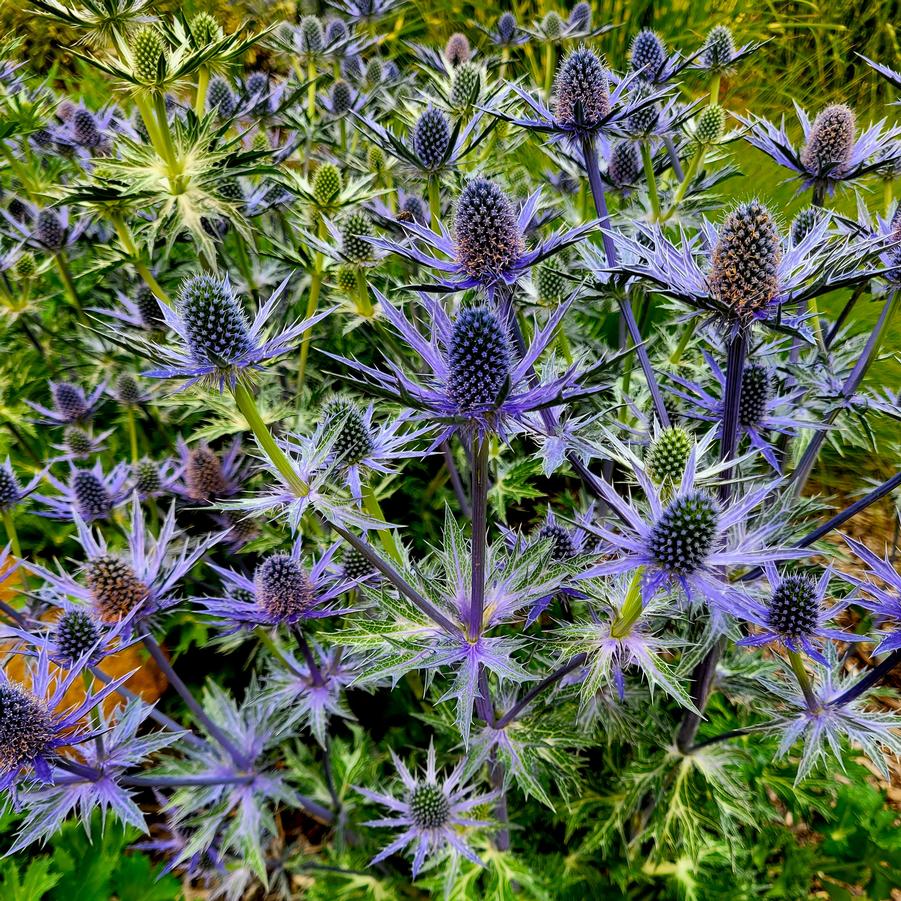 Eryngium zabelii 'Big Blue' - Sea Holly from Hoffie Nursery