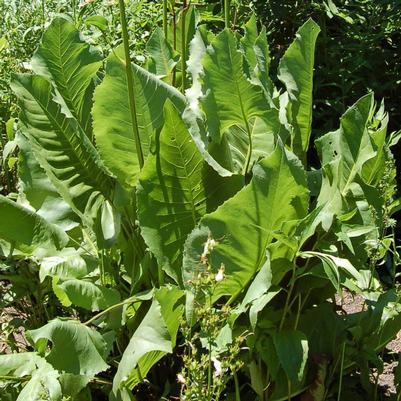 Silphium terebinthinaceum 