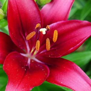 Lilium Tiny Ghost