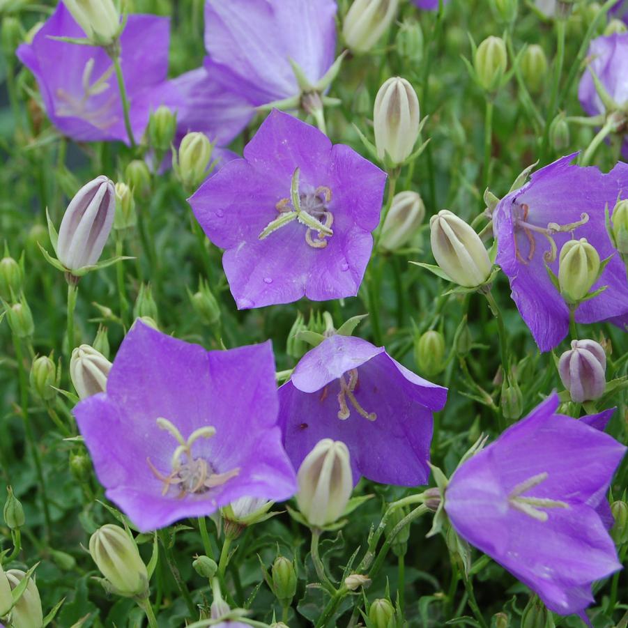 Campanula carpatica 'Blue Clips' - Carpathian Harebell from Hoffie Nursery