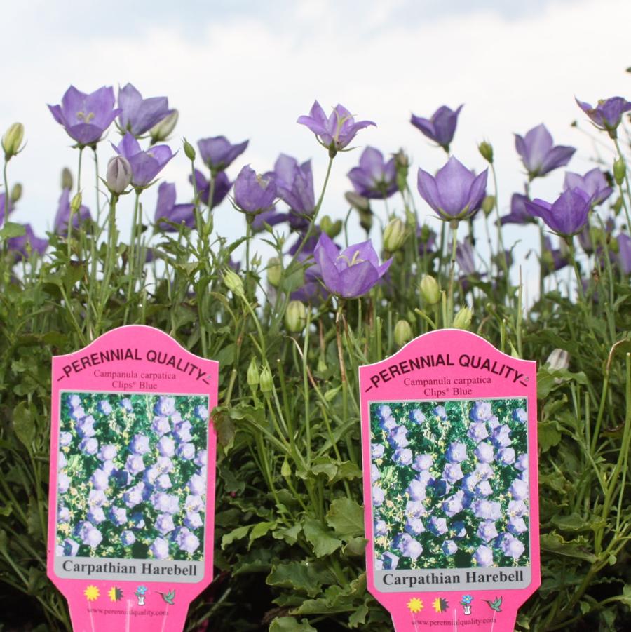 Campanula carpatica 'Blue Clips' - Carpathian Harebell from Hoffie Nursery