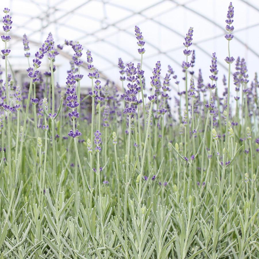 Lavender 'Munstead' - English Lavender from Hoffie Nursery