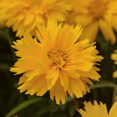 Coreopsis grandiflora Double the Sun