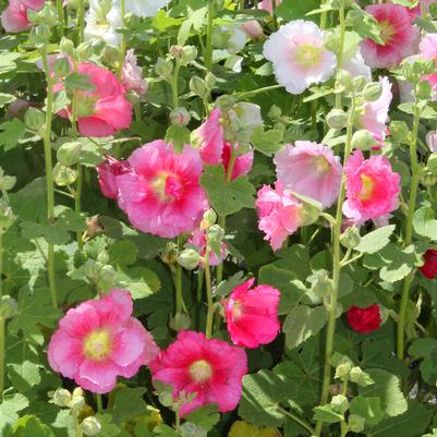 Alcea rosea Indian Spring