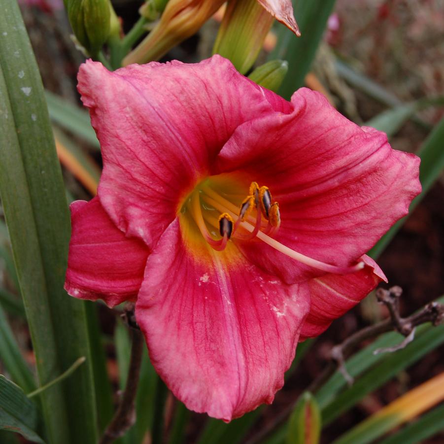 Hemerocallis 'Rosy Returns' - Daylily from Hoffie Nursery