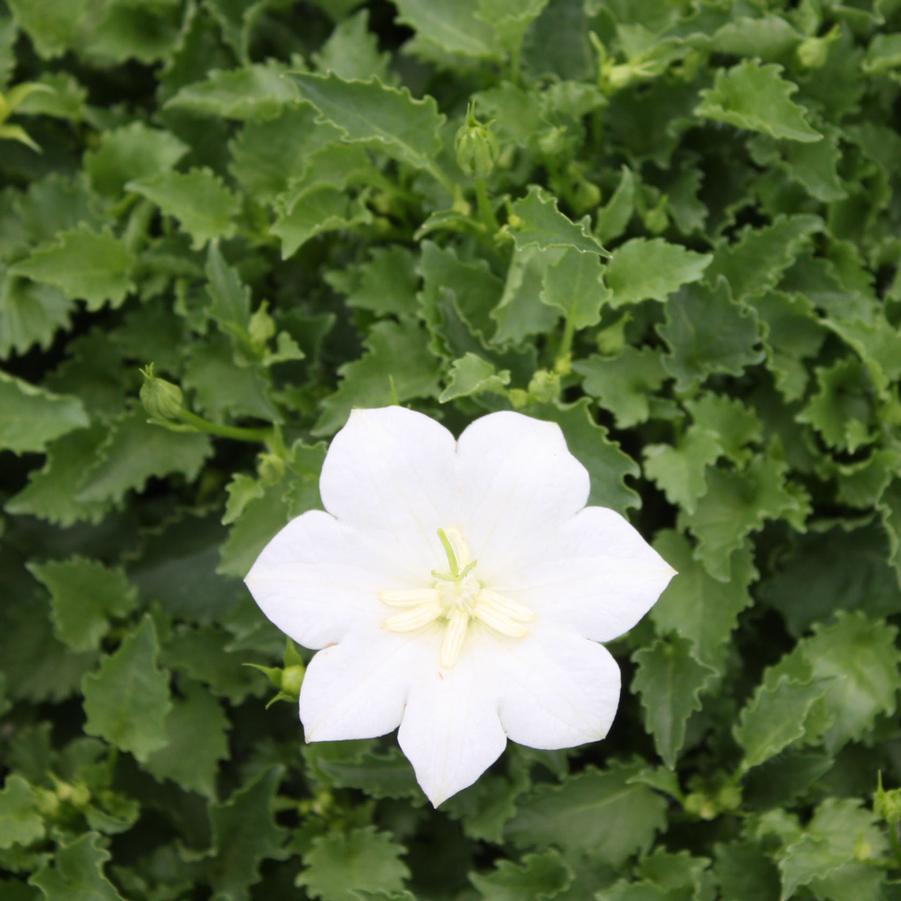 Campanula carpatica 'White Clips' - Carpathian Harebell from Hoffie Nursery