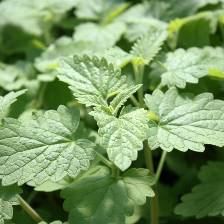 Catnip - Nepeta cataria (Perennial) from Hoffie Nursery