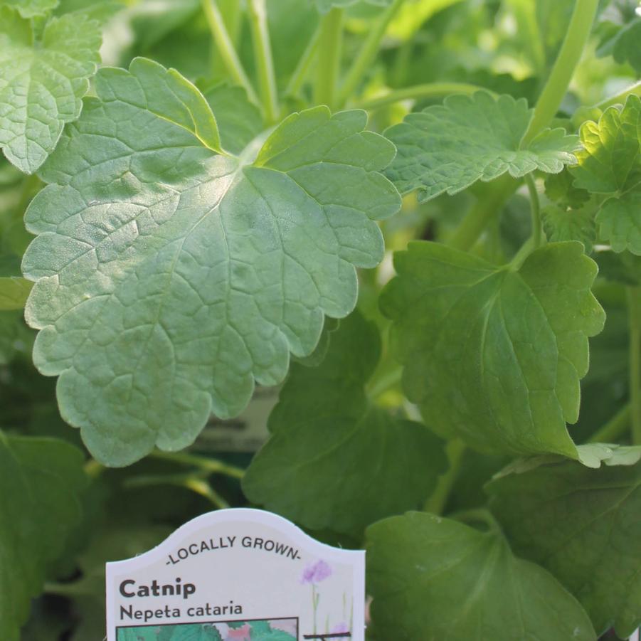 Catnip - Nepeta cataria (Perennial) from Hoffie Nursery