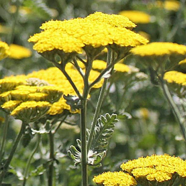 Achillea 'Moonshine' - Yarrow from Hoffie Nursery