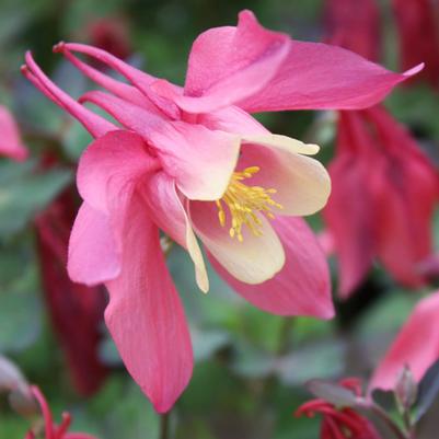 Aquilegia Spring Magic Rose and Ivory