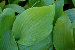 Hosta Sum and Substance