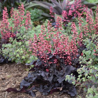 Heuchera Timeless Night