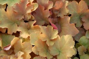 Heuchera Caramel