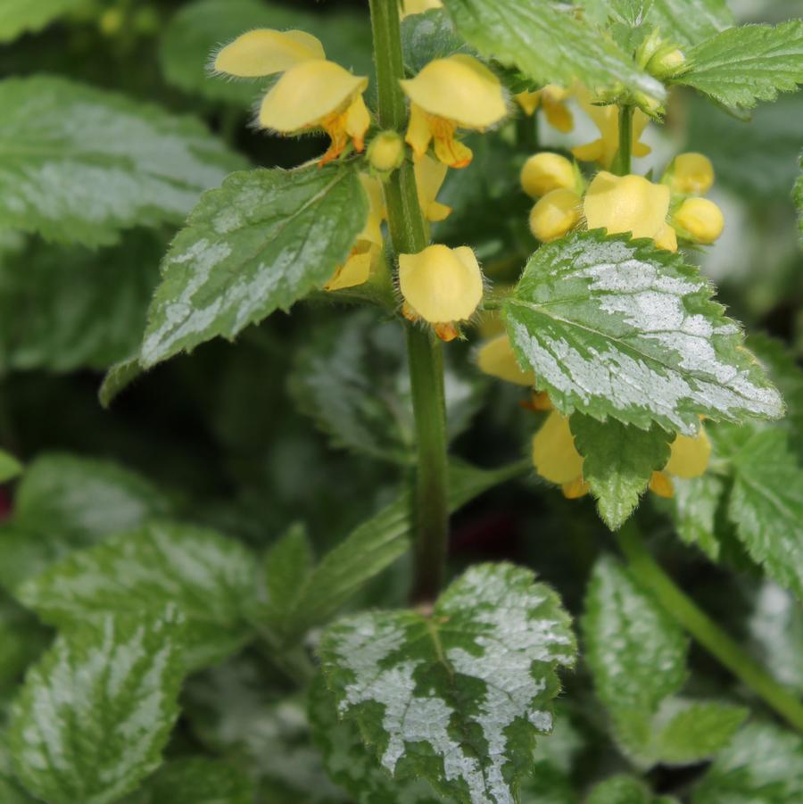 Lamiastrum galeobdolon 'Variegatum' - Yellow Archangel from Hoffie Nursery