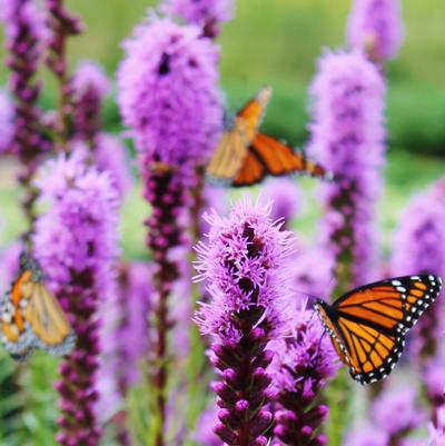 Liatris spicata 