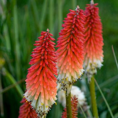 Kniphofia High Roller