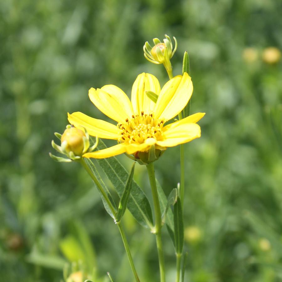 Coreopsis palmata - Stiff Tickseed from Hoffie Nursery