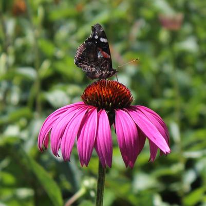 Echinacea purpurea Ruby Star