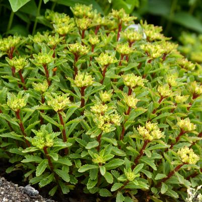 Sedum ROCK 'N ROUND® 'Bright Idea' ROCK 'N ROUND® 