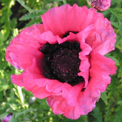 Papaver orientale Raspberry Queen