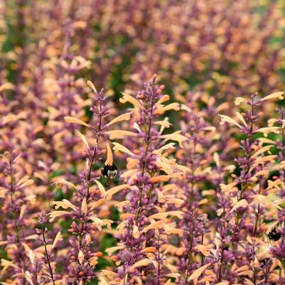 Agastache MEANT TO BE® Queen Nectarine