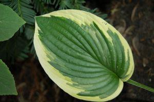 Hosta Wide Brim