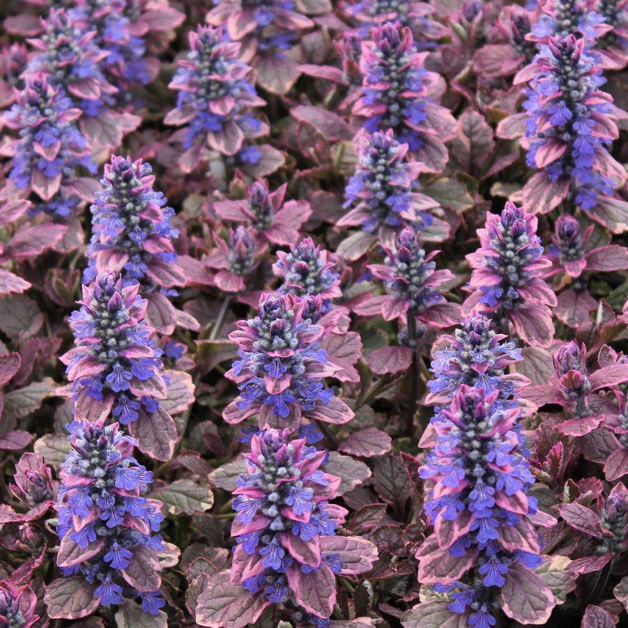 Ajuga reptans 'Burgundy Glow' - Bugleweed from Hoffie Nursery