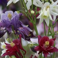 Aquilegia 'Biedermeier' - Columbine from Hoffie Nursery