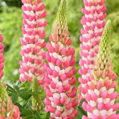 Lupinus polyphyllus Westcountry™ Westcountry™ Rachel de Thame