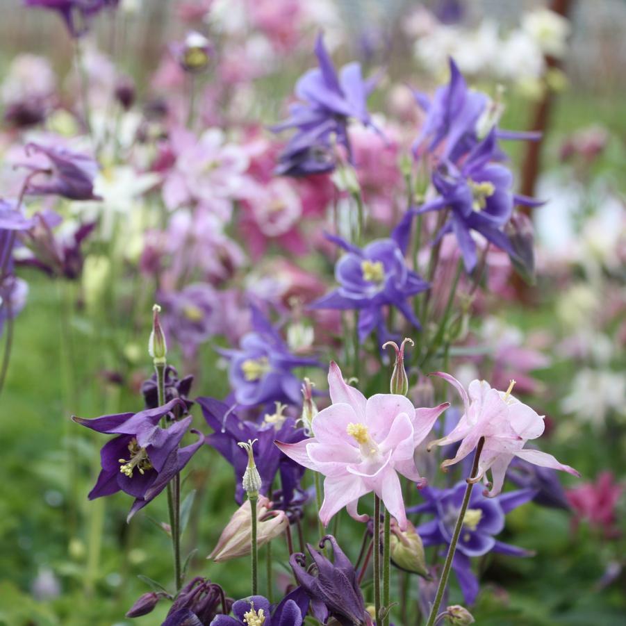 Aquilegia 'Biedermeier' - Columbine from Hoffie Nursery